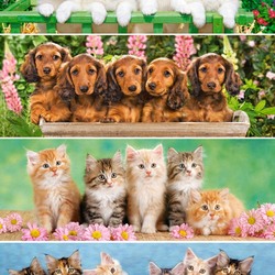 Пазл: Кошки и собаки