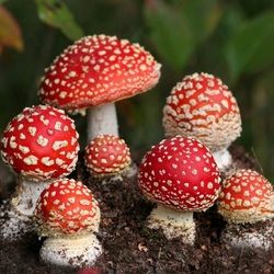 Пазл: Ядовитая красота