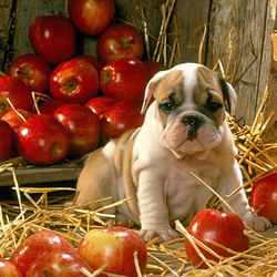 Пазл: Яблочки