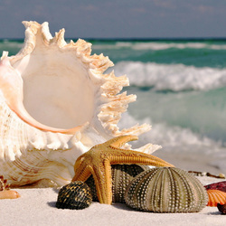 Пазл: Дары моря