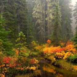 Пазл: Волшебный лес