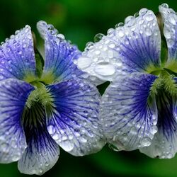 Пазл: Цветочный блюз