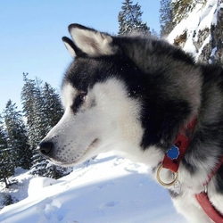 Пазл: Хаски