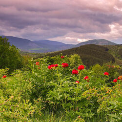 Пазл: Дикие пионы