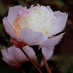 Пазл: После дождя