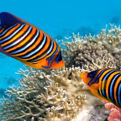 Пазл: Морские обитатели      