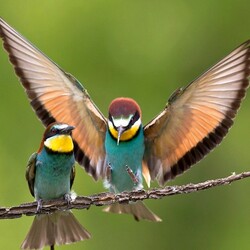 Пазл: Птицы на ветке