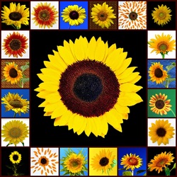 Пазл: Подсолнухи