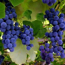 Пазл: Синий виноград