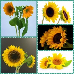 Пазл: Подсолнухи
