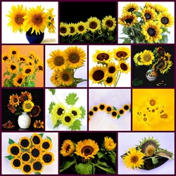 Пазл: Подсолнухи