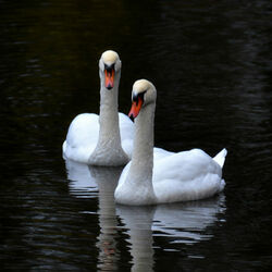Пазл: Лебеди