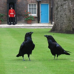 Пазл: Смотритель воронов