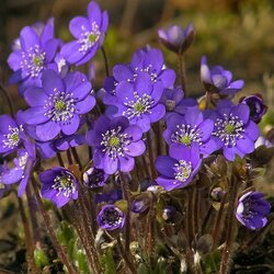 Пазл: Красота цветов