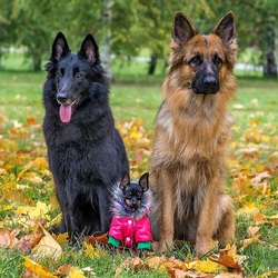 Пазл: Групповой портрет