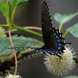 Пазл: А бабочка крылышками