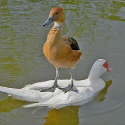 Пазл: По морям , по волнам...