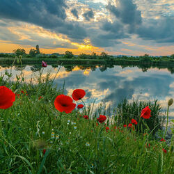 Пазл: Маки на закате