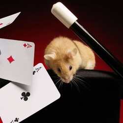 Пазл: Фокус с картами