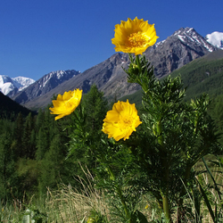 Пазл: В горах мое сердце
