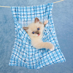 Пазл: Котенок