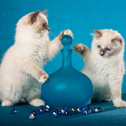 Пазл: Котята