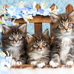 Пазл: Котята