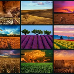 Пазл: Поля