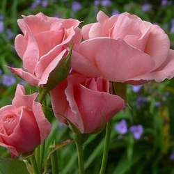 Пазл: Розовые розы