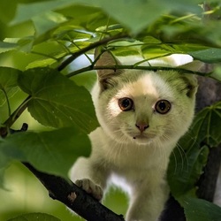 Пазл: Затаился