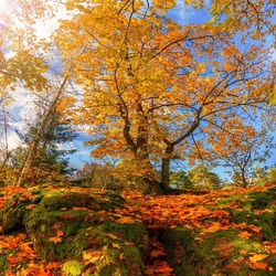 Пазл: Золотая осень в Монрепо. Выборг