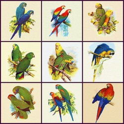 Пазл: Попугаи