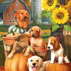 Пазл: Тыквенный урожай