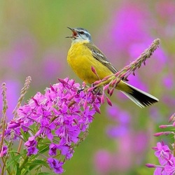 Пазл: Заливается