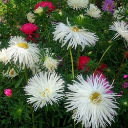 Пазл:   Астрочки в натуре