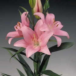 Пазл: Лилия Tурандот