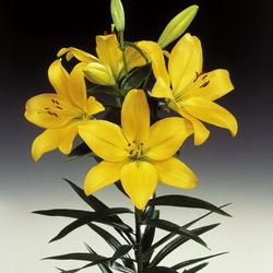 Пазл: Лилия Золотой магнат