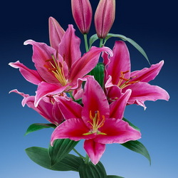 Пазл: Лилия Озеро Кери