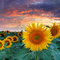 Пазл: Подсолнухи