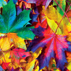 Пазл: Осенние краски