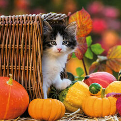 Пазл: Осенью в саду