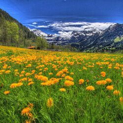 Пазл: Одуванчики