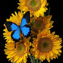 Пазл: Бабочка и подсолнухи