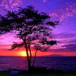 Пазл: Дерево