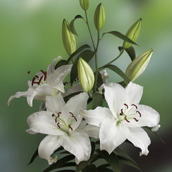 Пазл: Лилия Саппоро