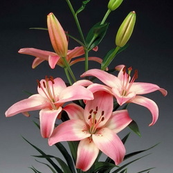 Пазл: Лилия Вермеер