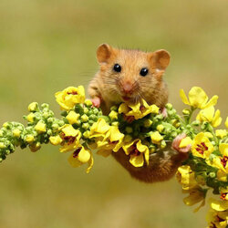 Пазл: Цветочек