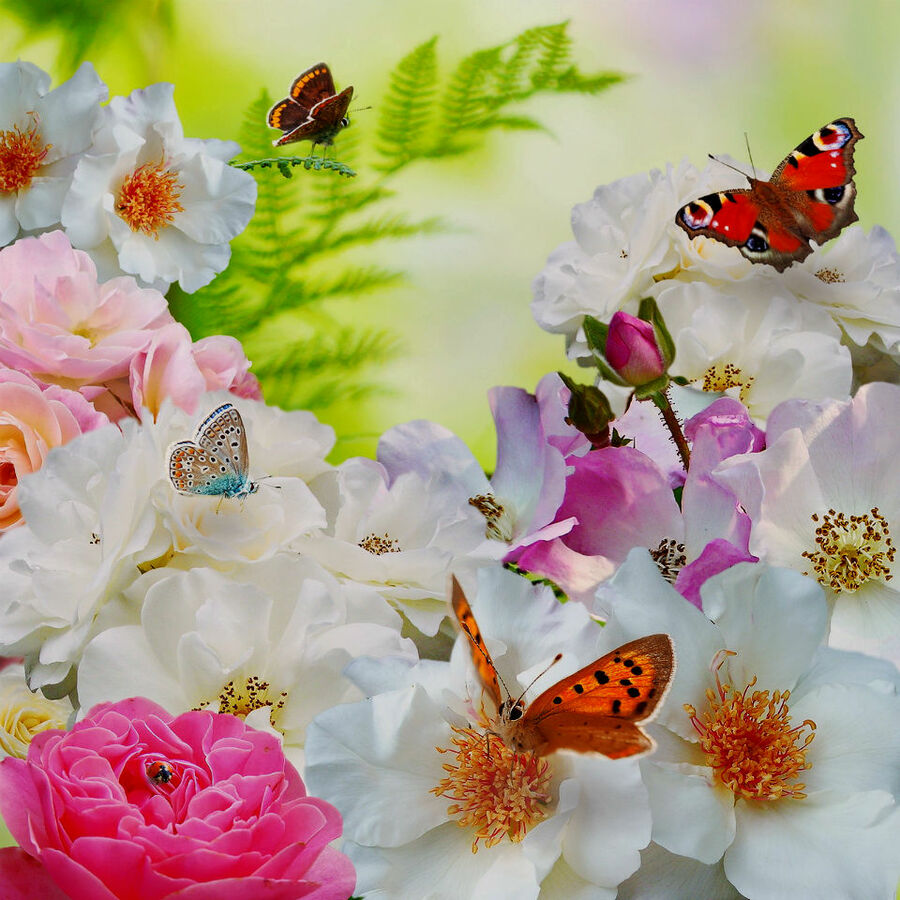 Доброе утро с цветами и бабочками