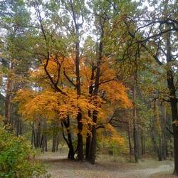 Пазл: Тропинка в лесу