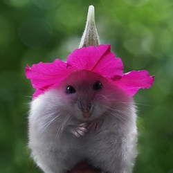 Пазл: Красная шапочка